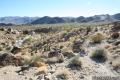 Joshua Tree Contact Mine
