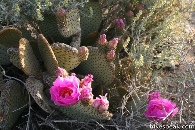 Beavertail cactus Joshua Tree