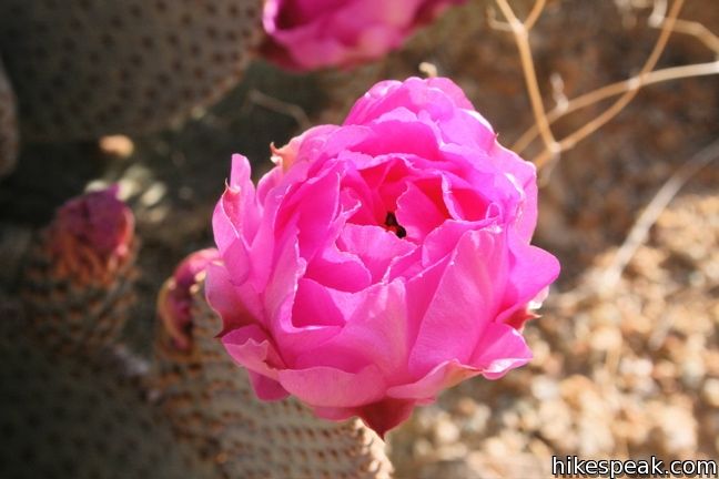 Beavertail cactus Joshua Tree