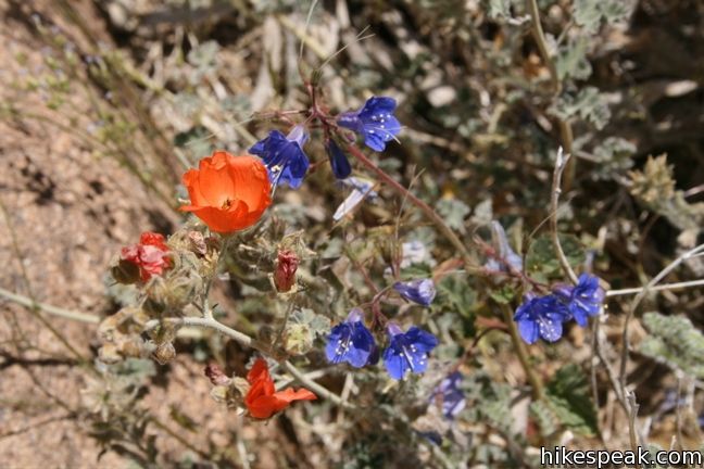 Globemallow Joshua Tree