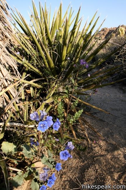 Canterbury Bell Joshua Tree