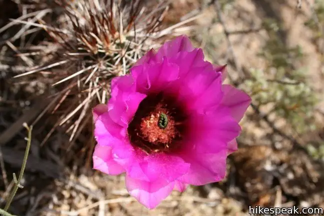 Engelmann hedgehog Joshua Tree