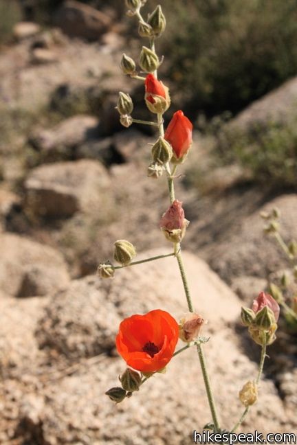 Globemallow Joshua Tree