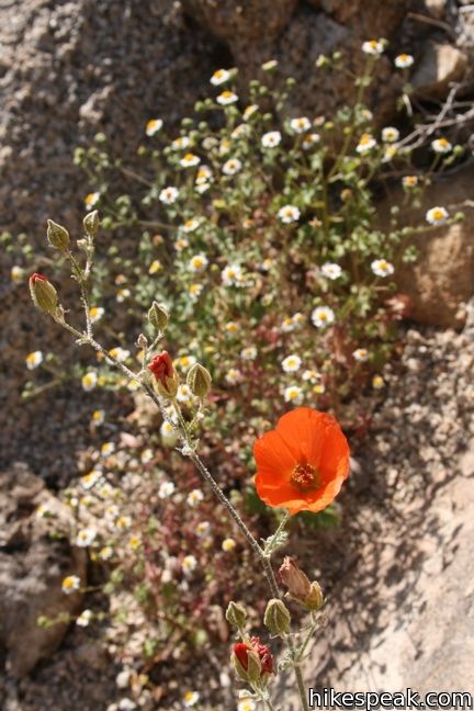 Globemallow Joshua Tree