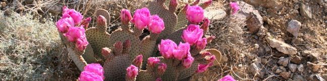 Joshua Tree Wildflowers