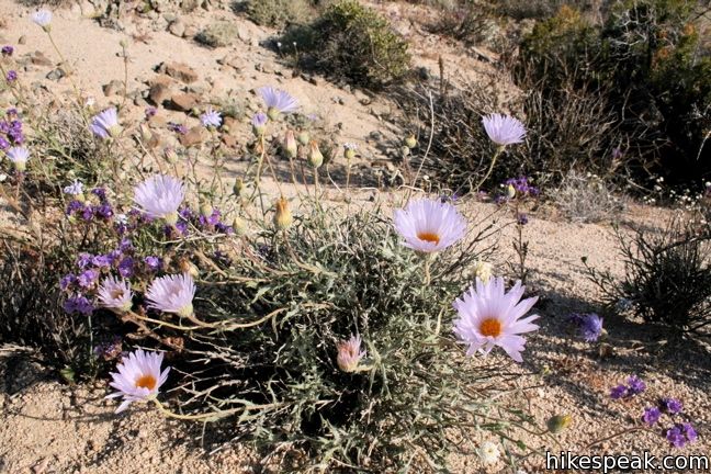 Mojave aster Joshua Tree