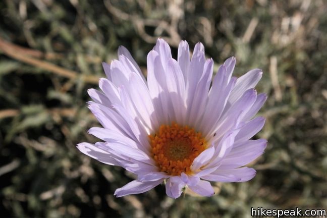 Mojave aster Joshua Tree