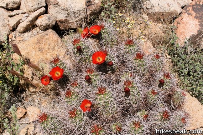 Mojave mound cactus Joshua Tree