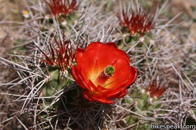 Mojave mound cactus Joshua Tree