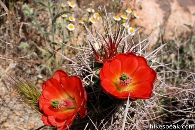 Mojave mound cactus Joshua Tree