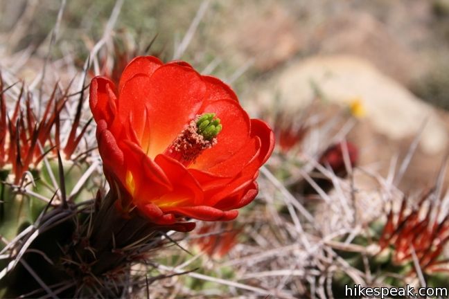 Mojave mound cactus Joshua Tree