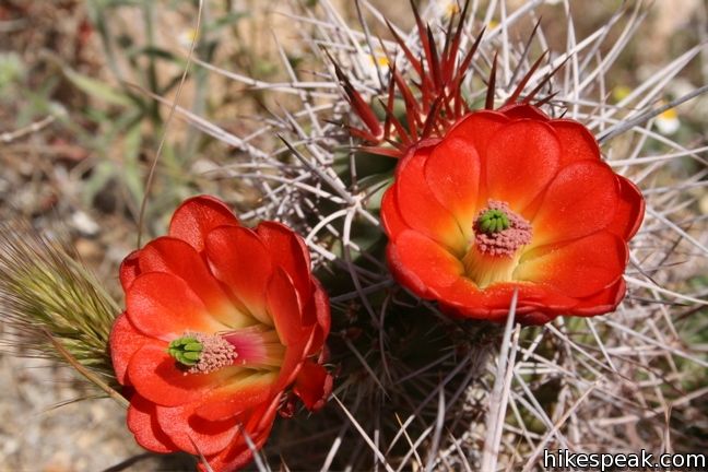 Mojave mound cactus Joshua Tree