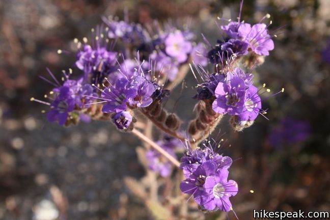 Notch-leaf phacelia Joshua Tree