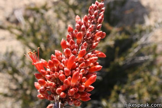 Ocotillo Joshua Tree