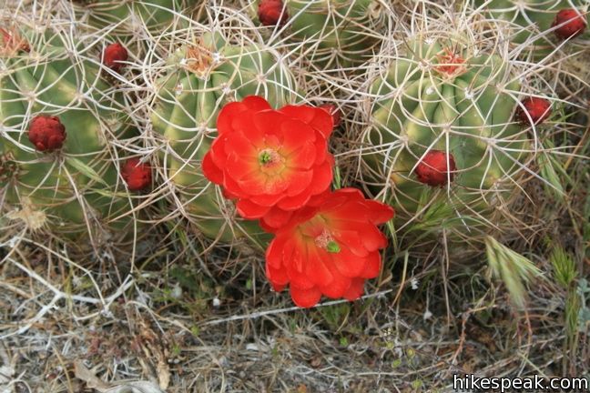 Mojave mound cactus Joshua Tree