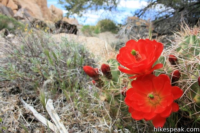 Mojave mound cactus Joshua Tree