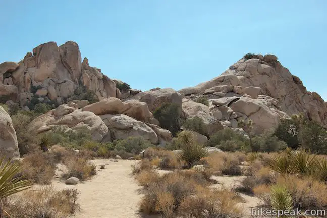 Joshua Tree