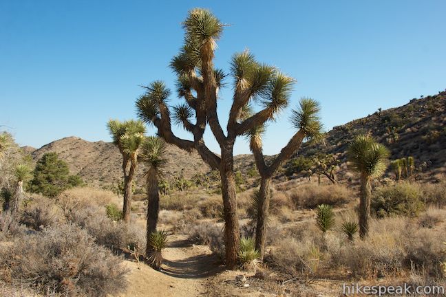 High View Nature Trail Joshua Tree