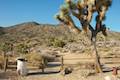 High View Nature Trail Joshua Tree