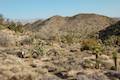 High View Nature Trail Joshua Tree