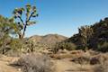 High View Nature Trail Joshua Tree