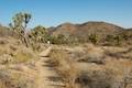 High View Nature Trail Joshua Tree