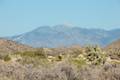 High View Nature Trail Joshua Tree