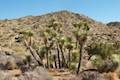 High View Nature Trail Joshua Tree