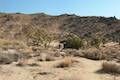 High View Nature Trail Joshua Tree