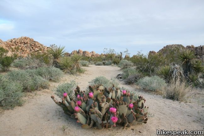 Beavertail cactus Joshua Tree