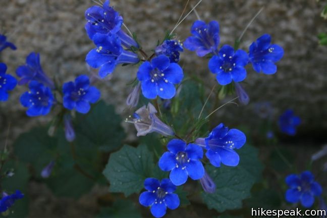 Canterbury Bell Joshua Tree