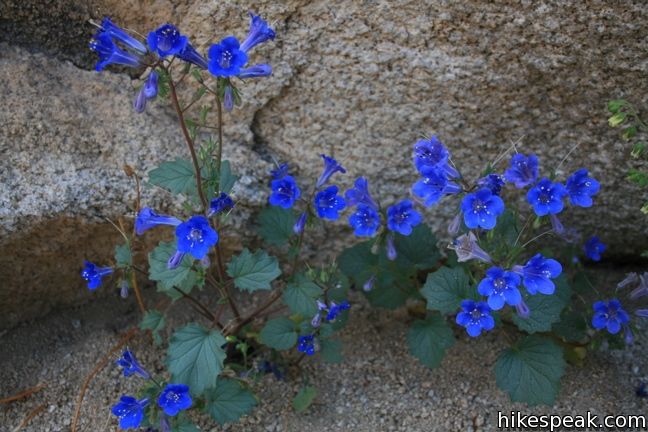 Canterbury Bell Joshua Tree