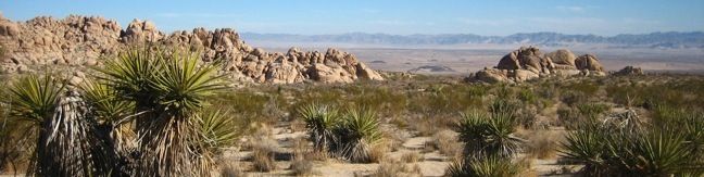 Indian Cove Joshua Tree National Park camping and hiking