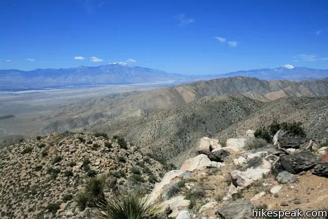 Joshua Tree View