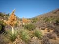 Joshua Tree Lost Horse Mine