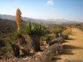 Joshua Tree Lost Horse Mine