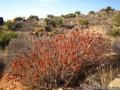 Joshua Tree Lost Horse Mine