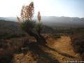 Joshua Tree Lost Horse Mine