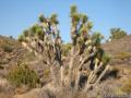 Joshua Tree Lost Horse Mine