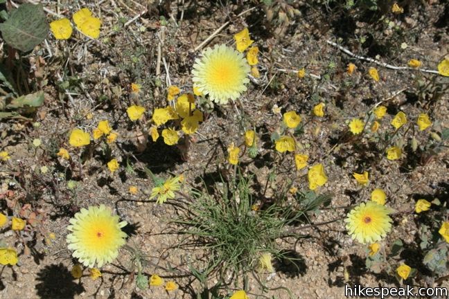 Desert Dandelions Joshua Tree