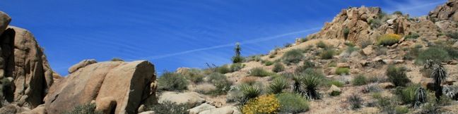 Joshua Tree Mastodon Peak Hike California National Park Trail Cottonwood Springs