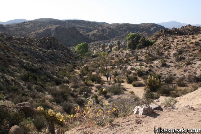 Joshua Tree Cottonwood Springs Oasis