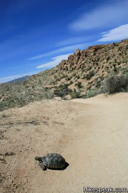 Desert Tortuous Joshua Tree