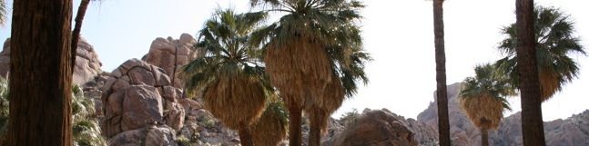 Joshua Tree Lost Palms Oasis Trail Palm Tree Oasis Hike Joshua Tree National Park