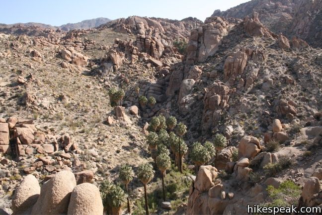 Joshua Tree Lost Palms Oasis