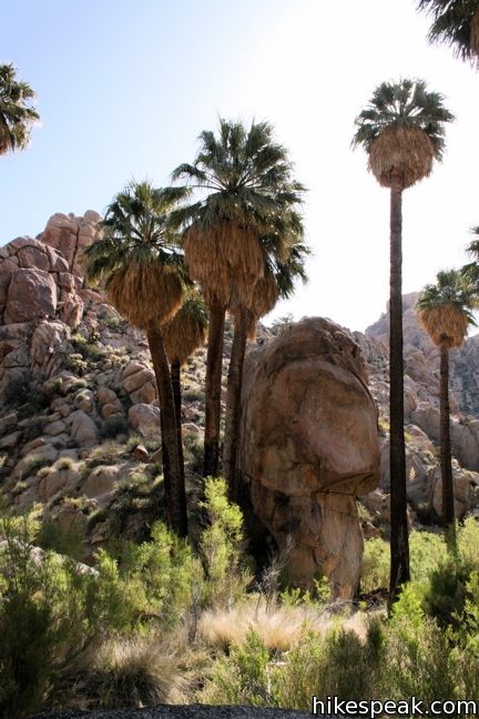 Joshua Tree Lost Palms Oasis