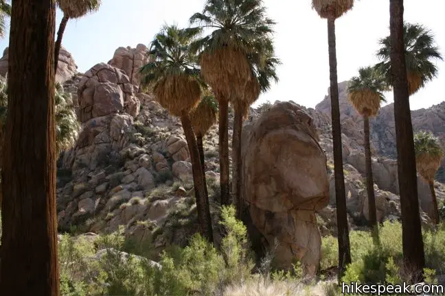 This 7.2-mile hike visits an oasis nestled between mountains in the southeast corner of Joshua Tree National Park.