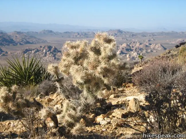 Joshua Tree Ryan Mountain Trail