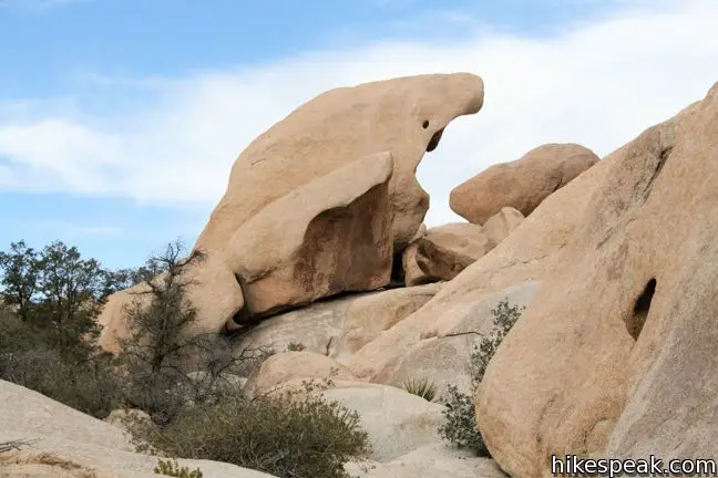 Joshua Tree Wonderland Wash Trail