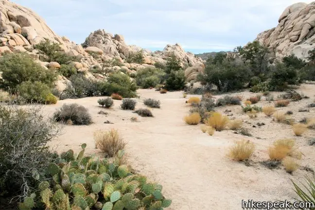 Joshua Tree Wonderland Wash